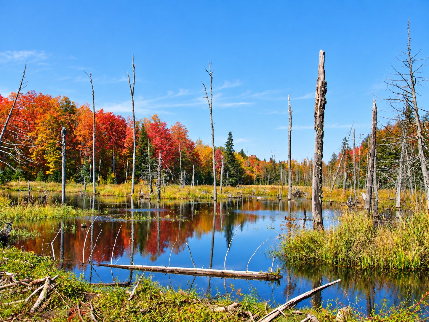 Bright red and orange fall color reflected in a still backwater near Lake Gogebic